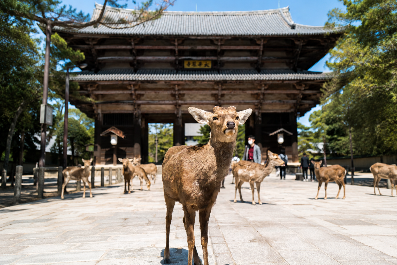 Nara Small-Group Walking Tour: Deer Park & Todai-ji's Great Buddha 3