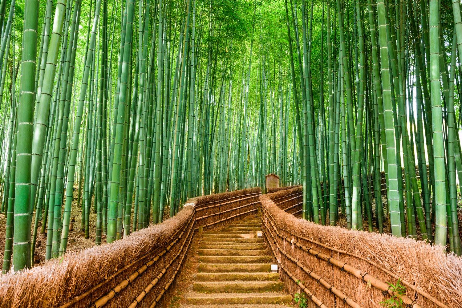 Private Kyoto and Nara Day Loop by Van from Osaka 2
