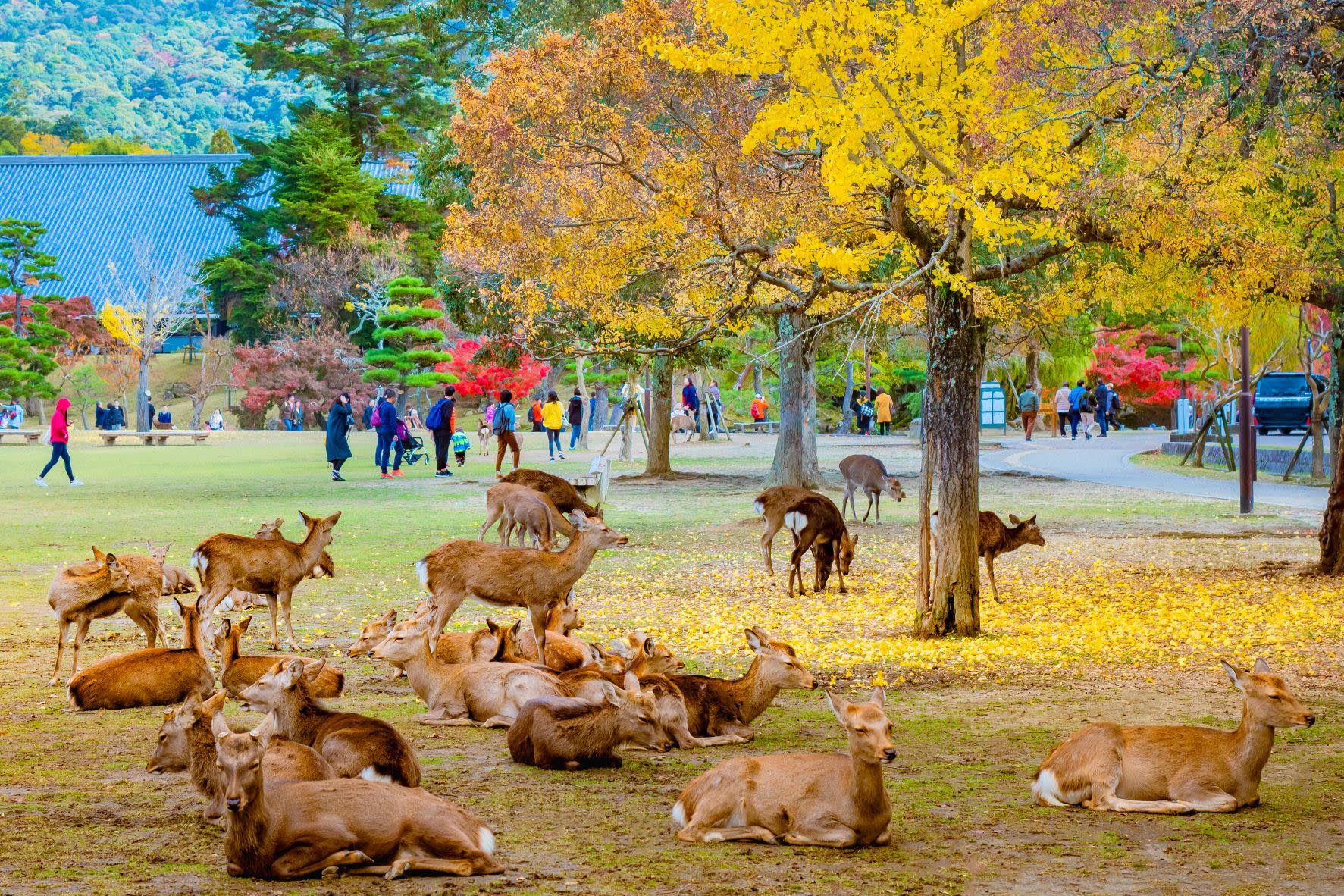 Private Kyoto and Nara Day Loop by Van from Osaka 3