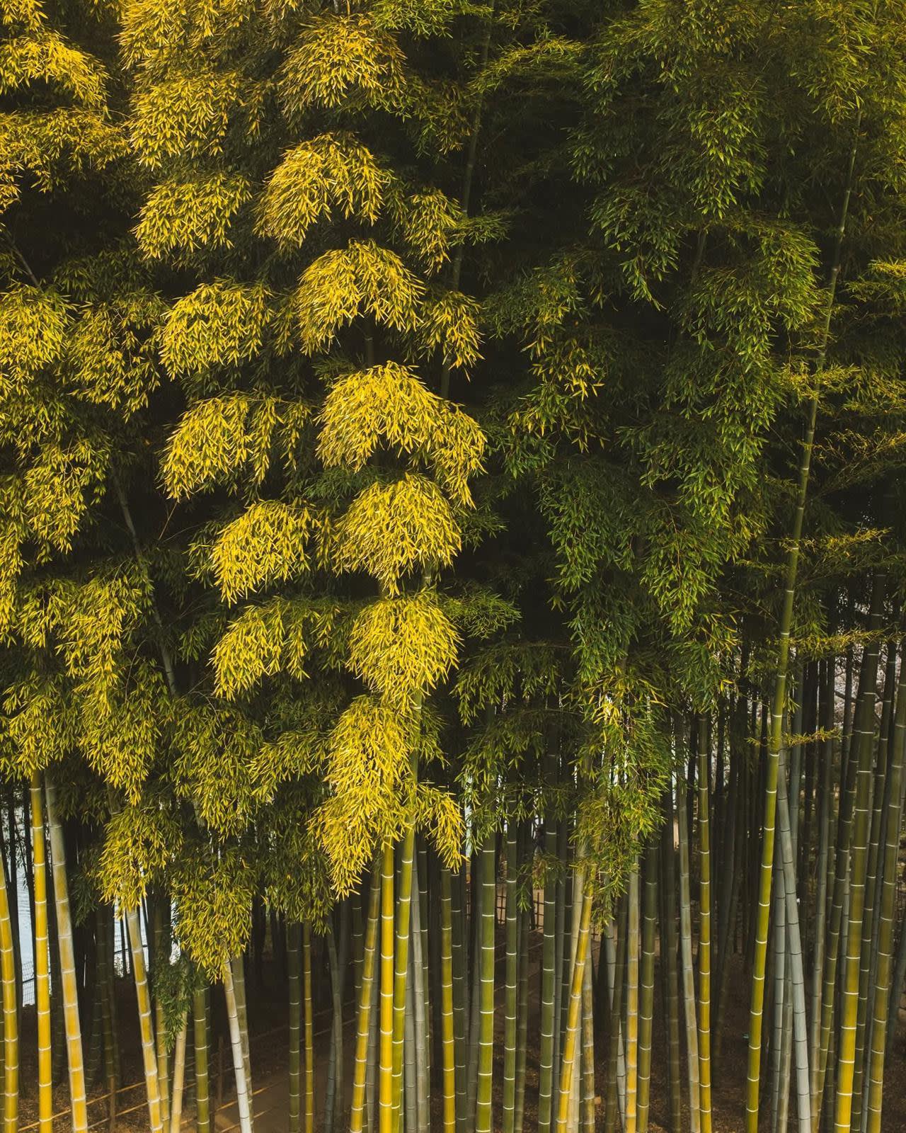 Nara First, Then Kyoto: Customisable Private Day Tour 2
