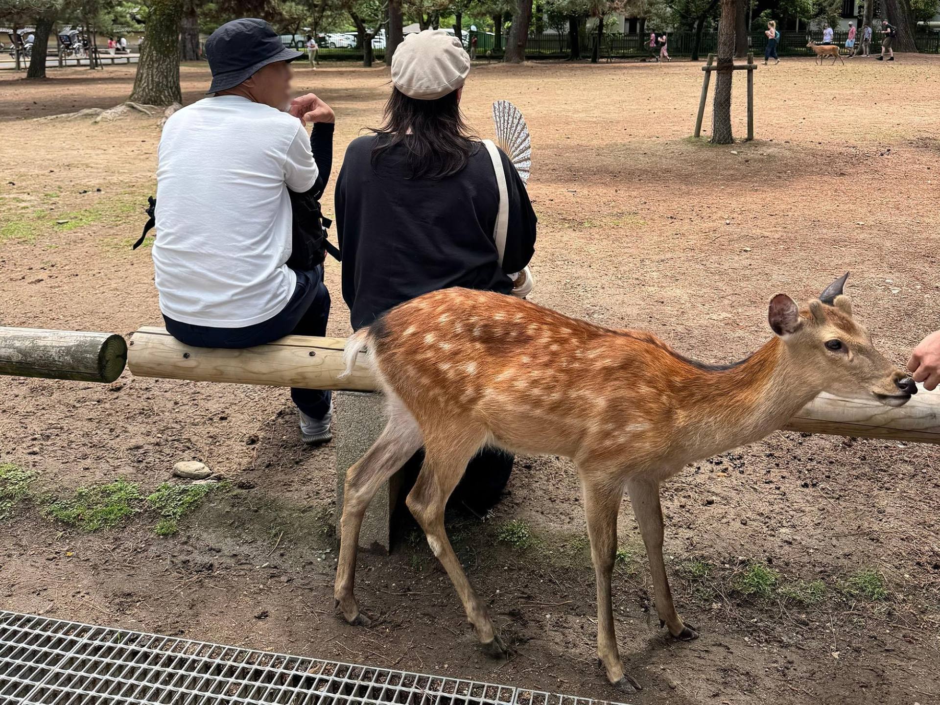 Nara and Kyoto in One Day from Tokyo by Bullet Train 2