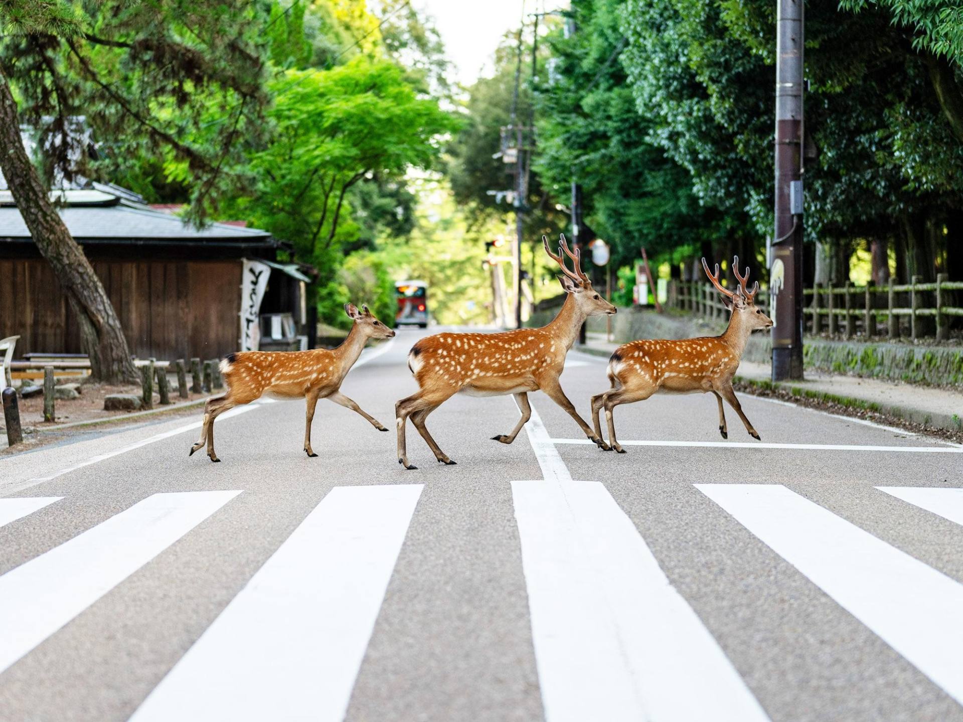 Nara and Kyoto in One Day from Tokyo by Bullet Train 3