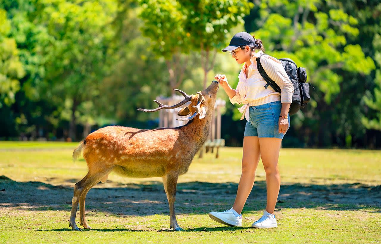 Nara Deer Park and Uji Tea Town: Full-Day Coach Trip from Osaka 2