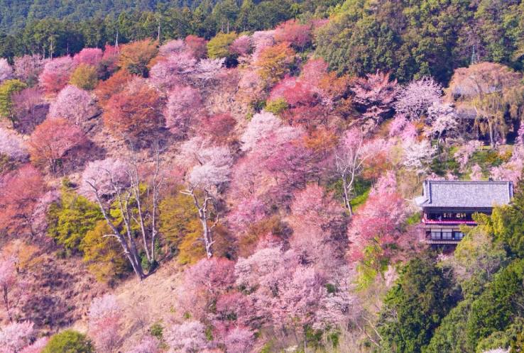Mt Yoshino Cherry Blossom Day Trip from Osaka with Blue Symphony Train 2