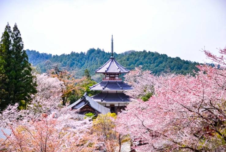 Mt Yoshino Cherry Blossom Day Trip from Osaka with Blue Symphony Train 3