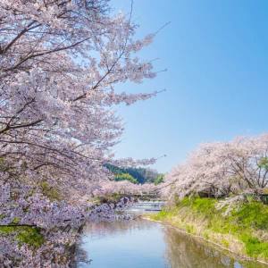Matabei Zakura: Countryside Cherry Blossom Day in Uda from Osaka 2