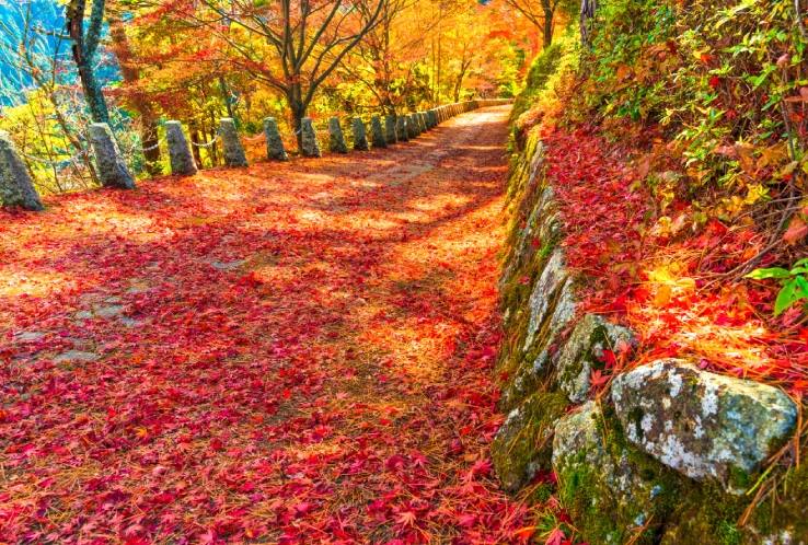 Mount Yoshino Autumn Foliage Day Trip by Blue Symphony Train from Osaka 2