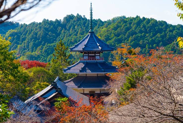 Mount Yoshino Autumn Foliage Day Trip by Blue Symphony Train from Osaka 3