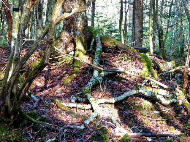 Aokigahara Lava Forest Guided Nature Walk Beneath Mount Fuji 2