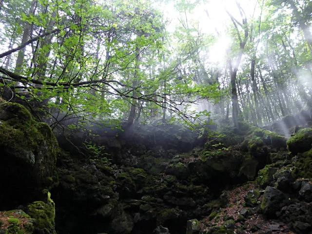 Aokigahara Lava Forest Guided Nature Walk Beneath Mount Fuji 3