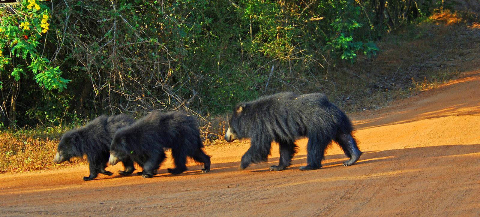 Wilpattu National Park Private Jeep Safari Day Trip with Lunch 2