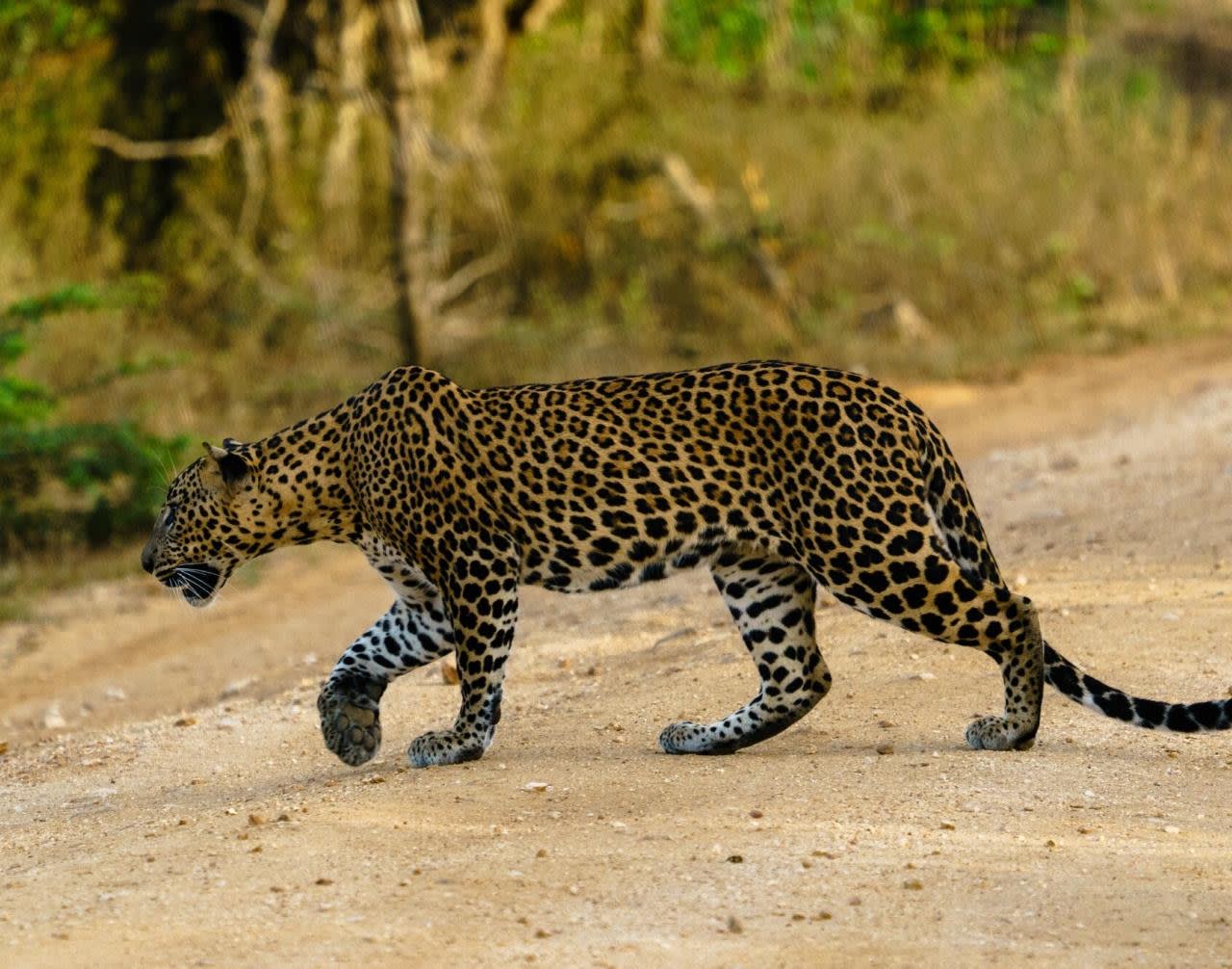 Wilpattu National Park Full Day Leopard Safari — guided tour in Negombo