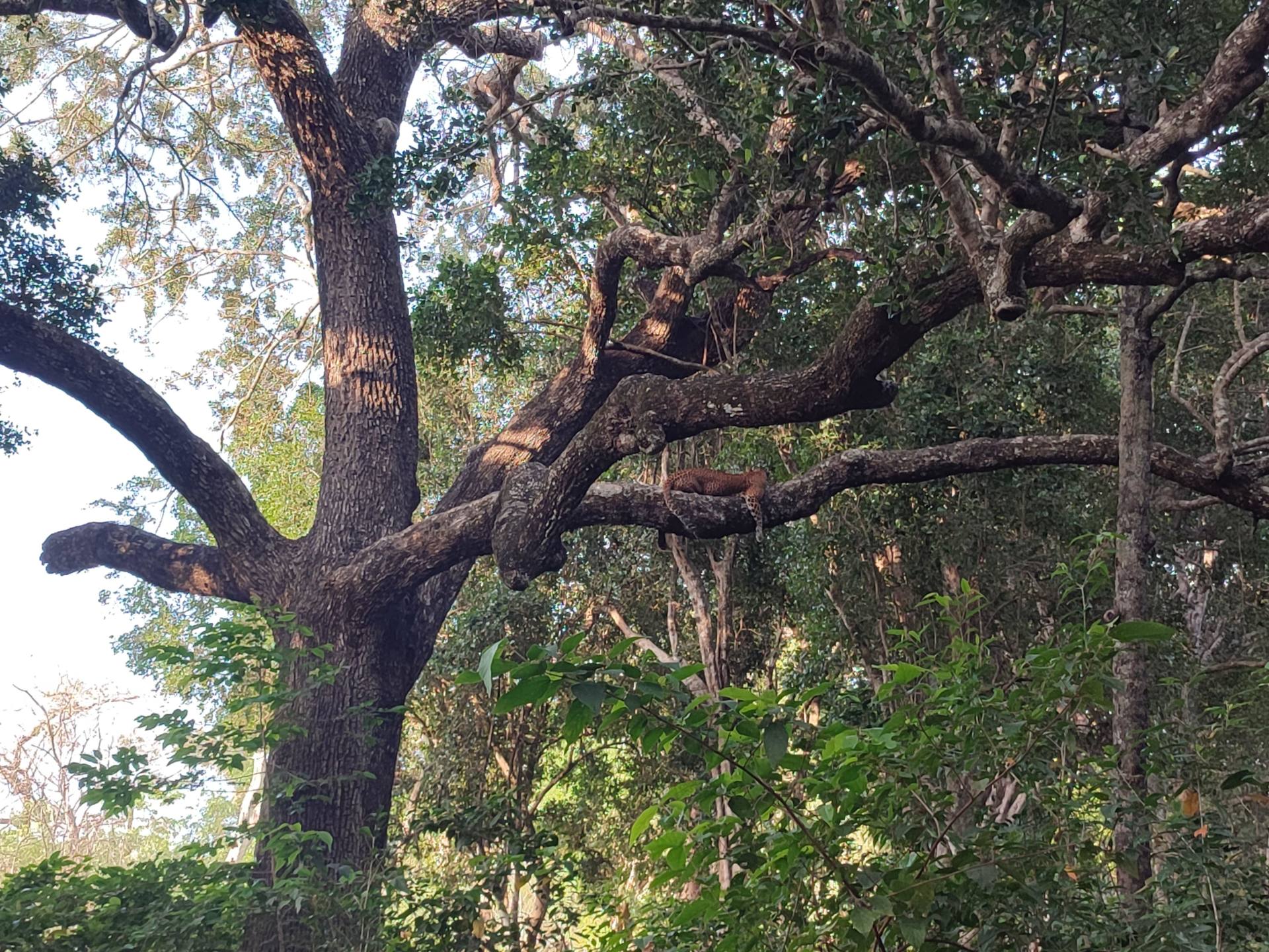 Wilpattu National Park Full Day Leopard Safari 2