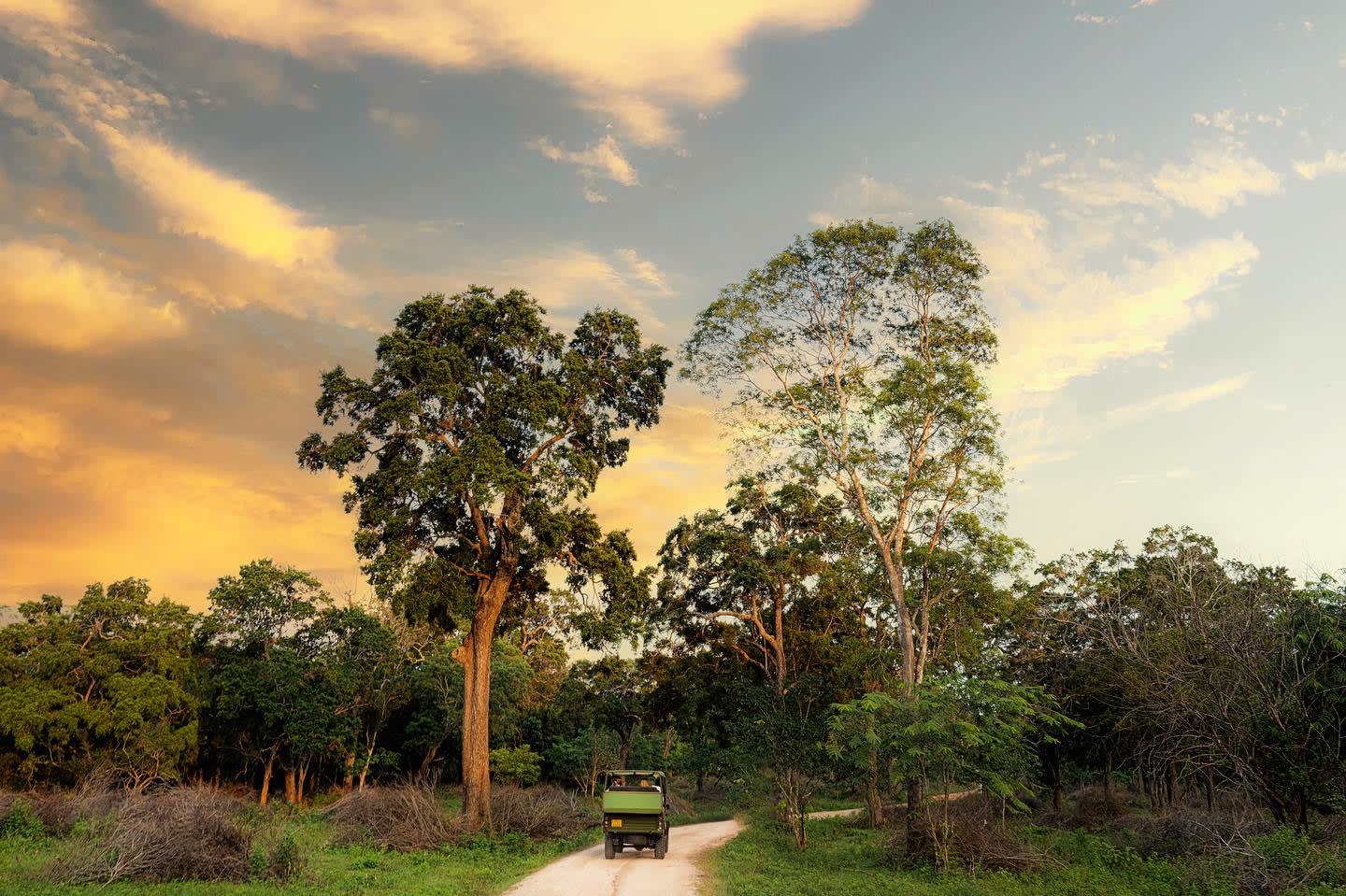 Wilpattu National Park Full Day Leopard Safari 3