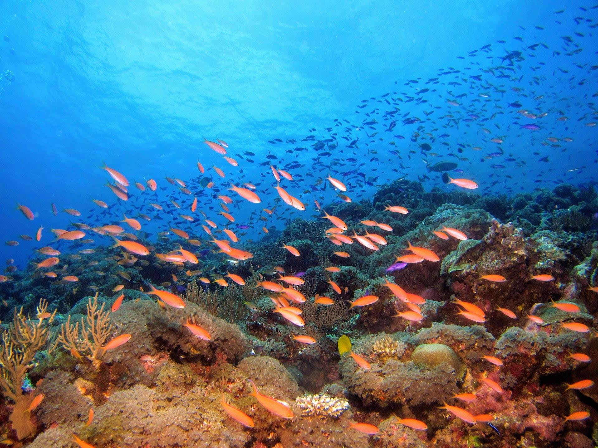 Hikkaduwa Reef Scuba Diving Session 2