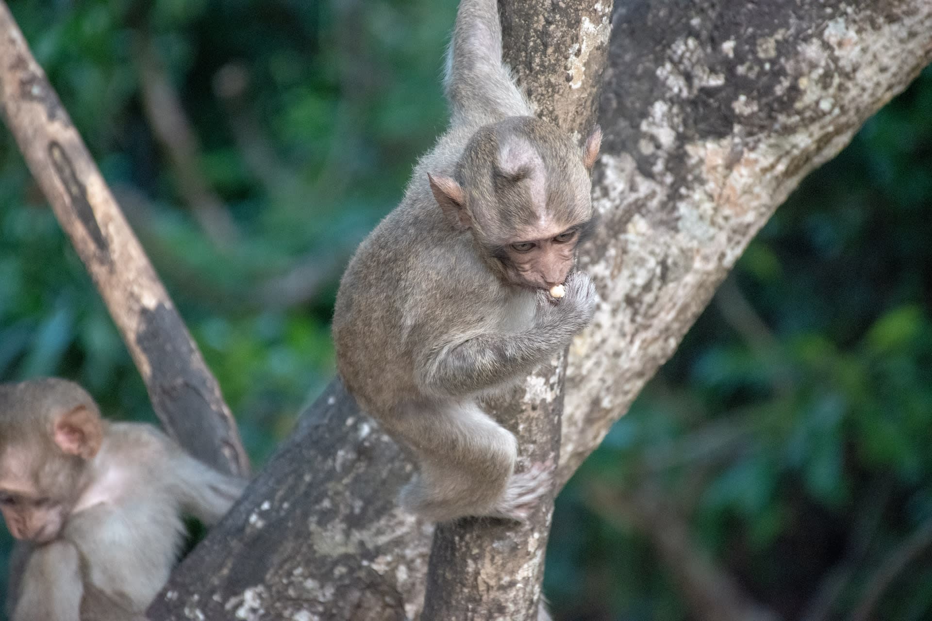 Negombo Lagoon Boat Trip to Monkey Island 2