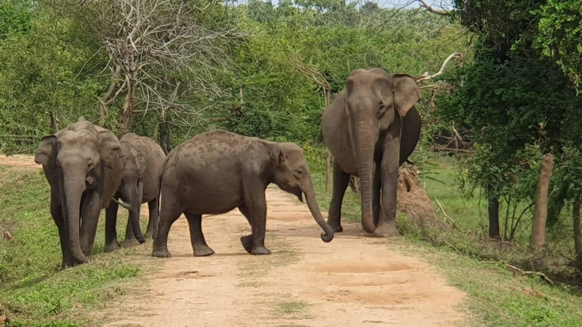 Wilpattu Jeep Safari with Sunrise or Sunset Game Drive 3
