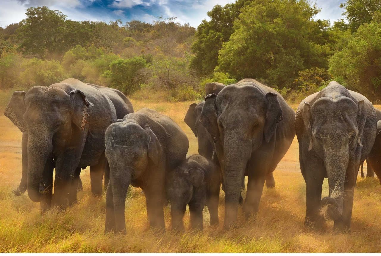 Minneriya or Hurulu Eco Park Elephant Safari from Dambulla with Transfers 2