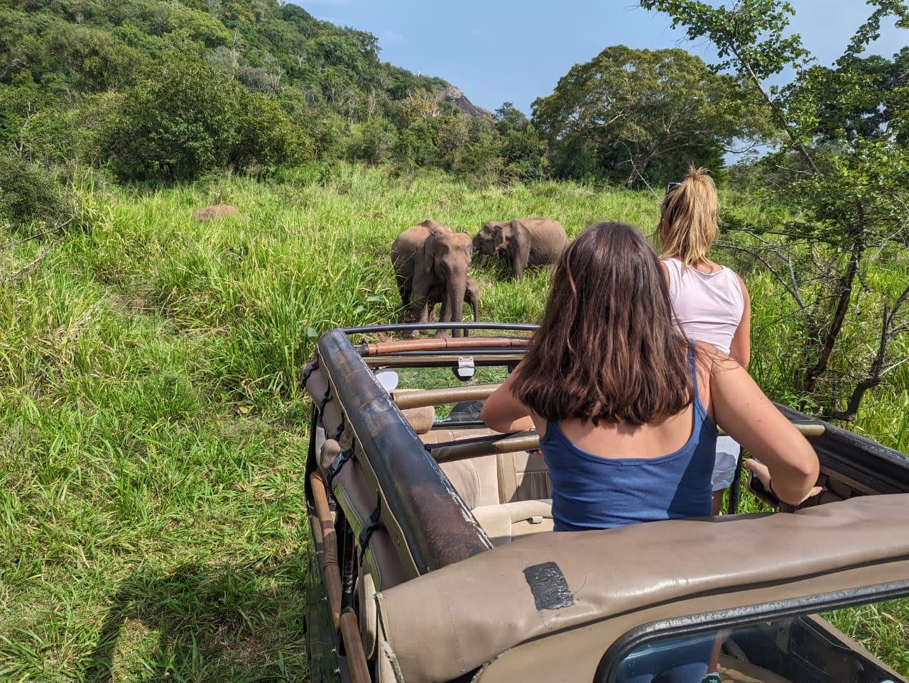 Minneriya or Hurulu Eco Park Elephant Safari from Dambulla with Transfers 3