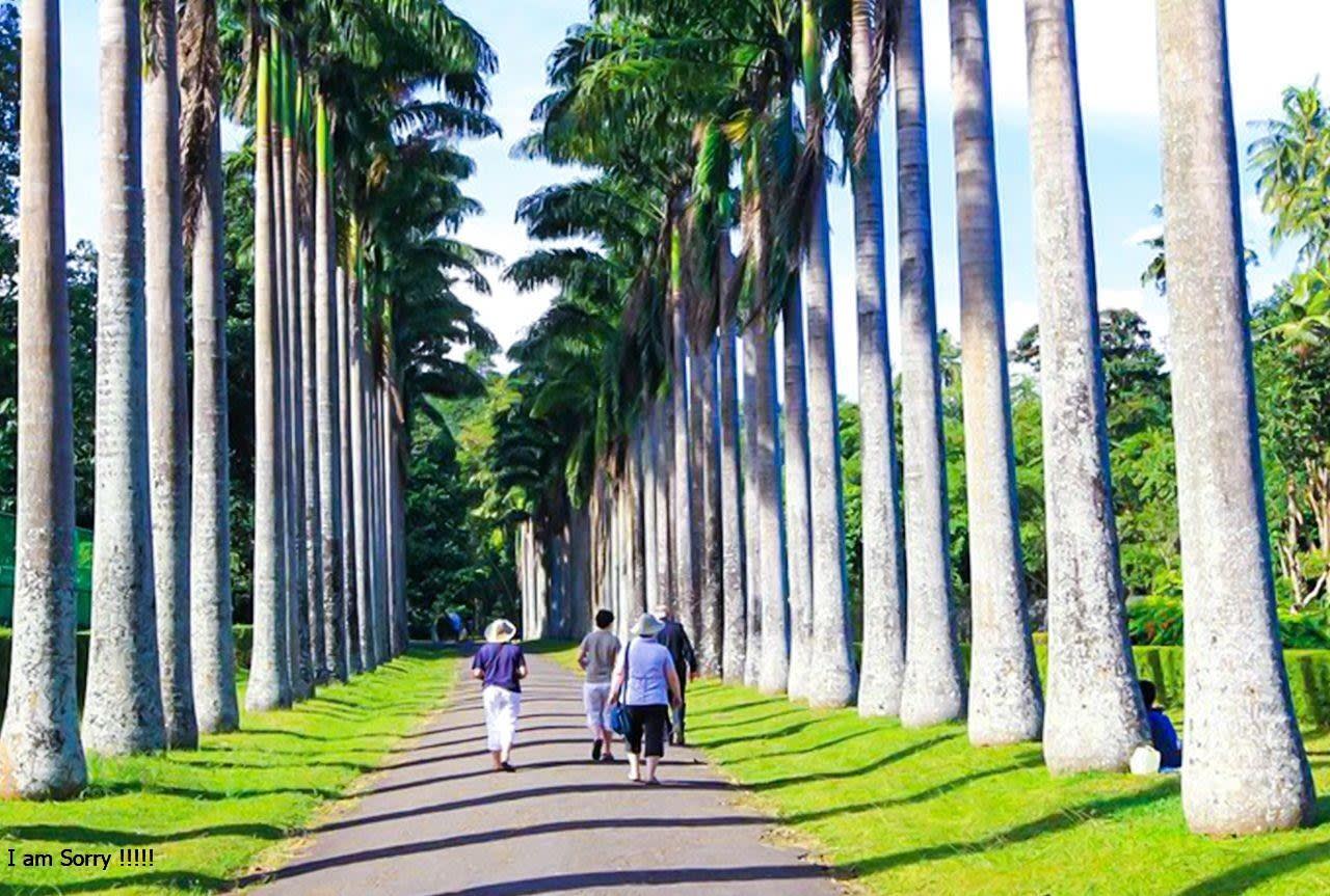 Kandy and Pinnawala Day Trip from Bentota with the Temple of the Tooth — guided tour in Bentota