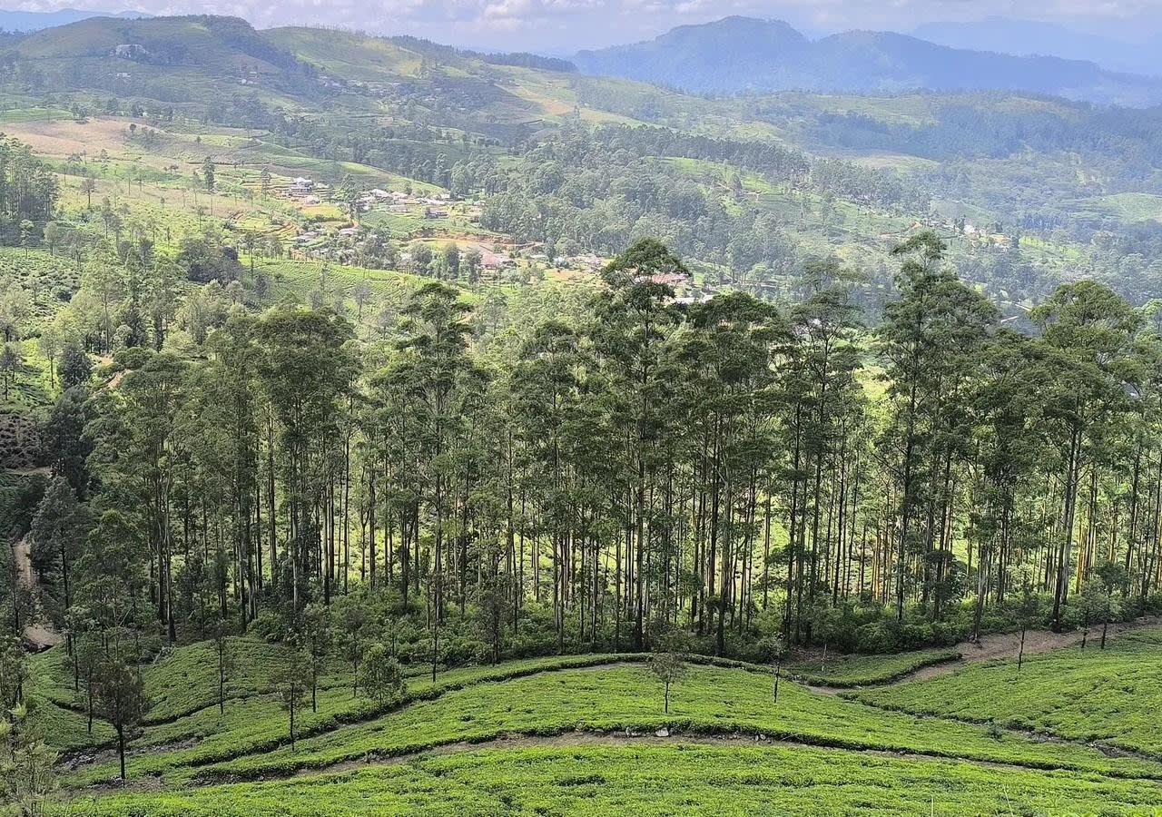 Pekoe Trail Stage 3 Guided Hike from Kandy: Loolkandura to Tawalantenne 2