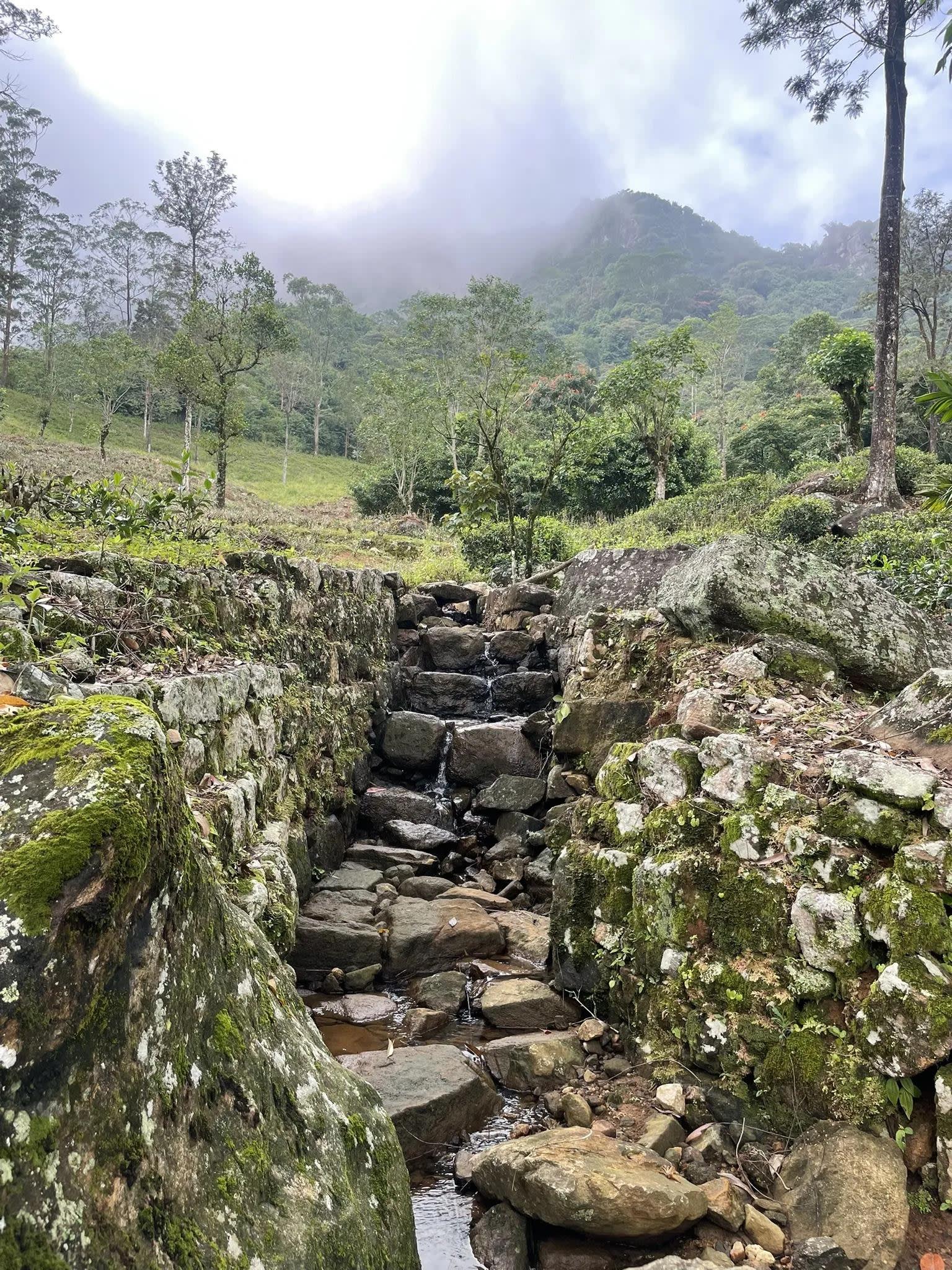 Pekoe Trail Stage 1 Guided Hike from Kandy: Hanthana to Galaha 3