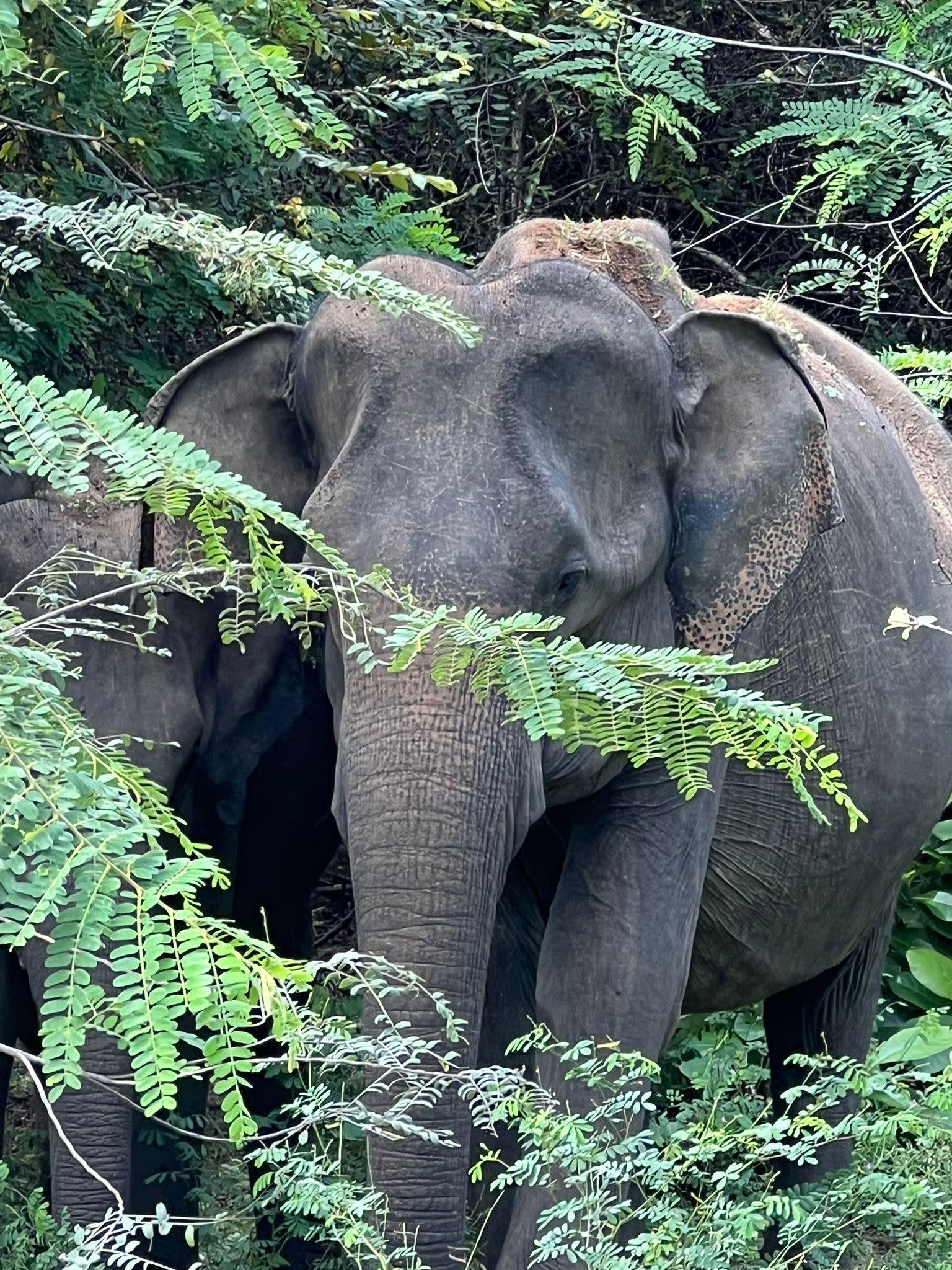 Yala National Park Leopard Safari Day Trip from Ella 2
