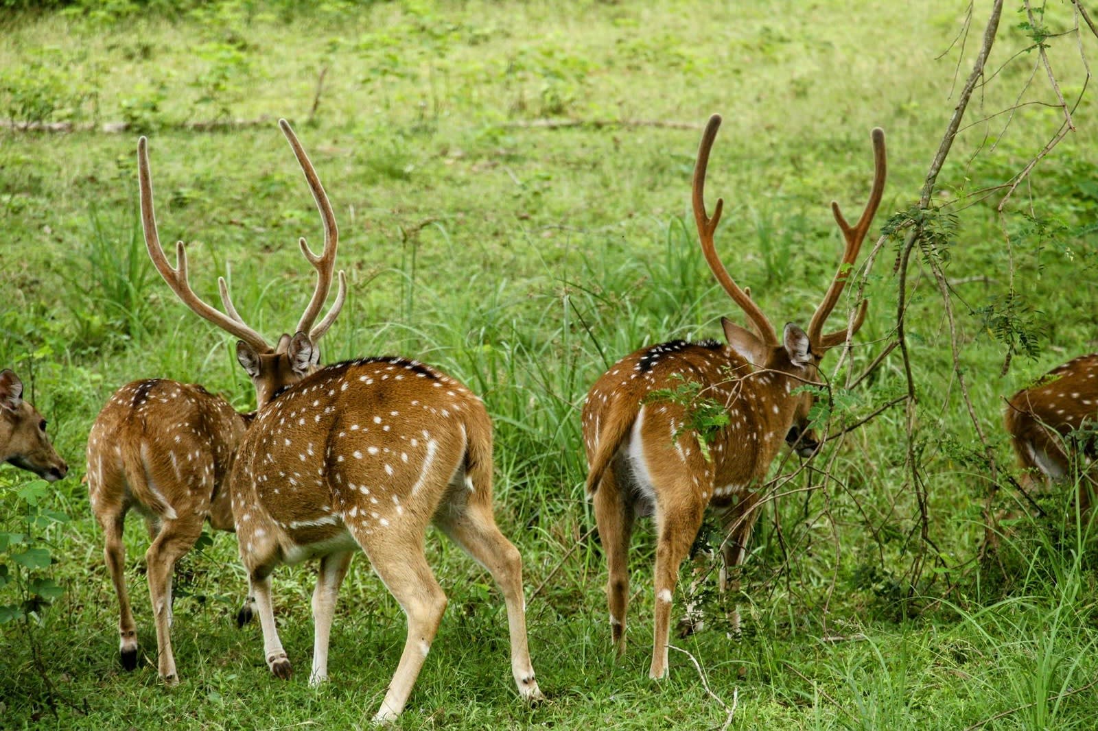 Yala National Park Leopard Safari Day Trip from Ella 3