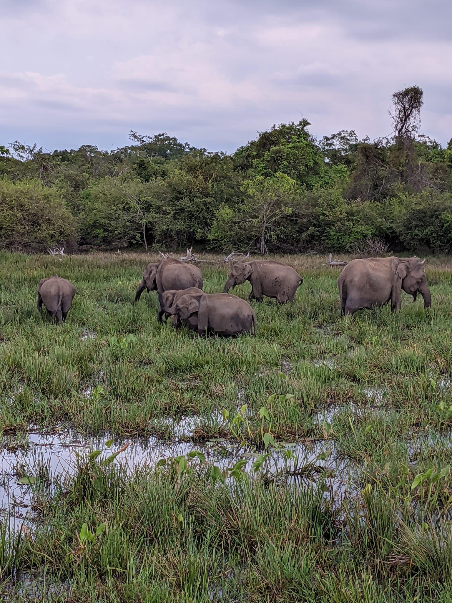 Udawalawe Safari and South Coast Transfer from Ella 3
