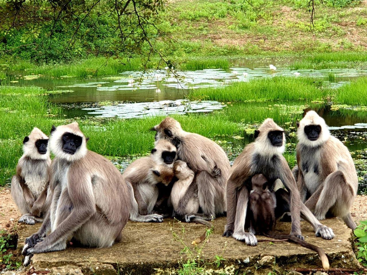 Yala Safari with Coastal Drop-Off from Ella: Tangalle, Mirissa or Galle 3