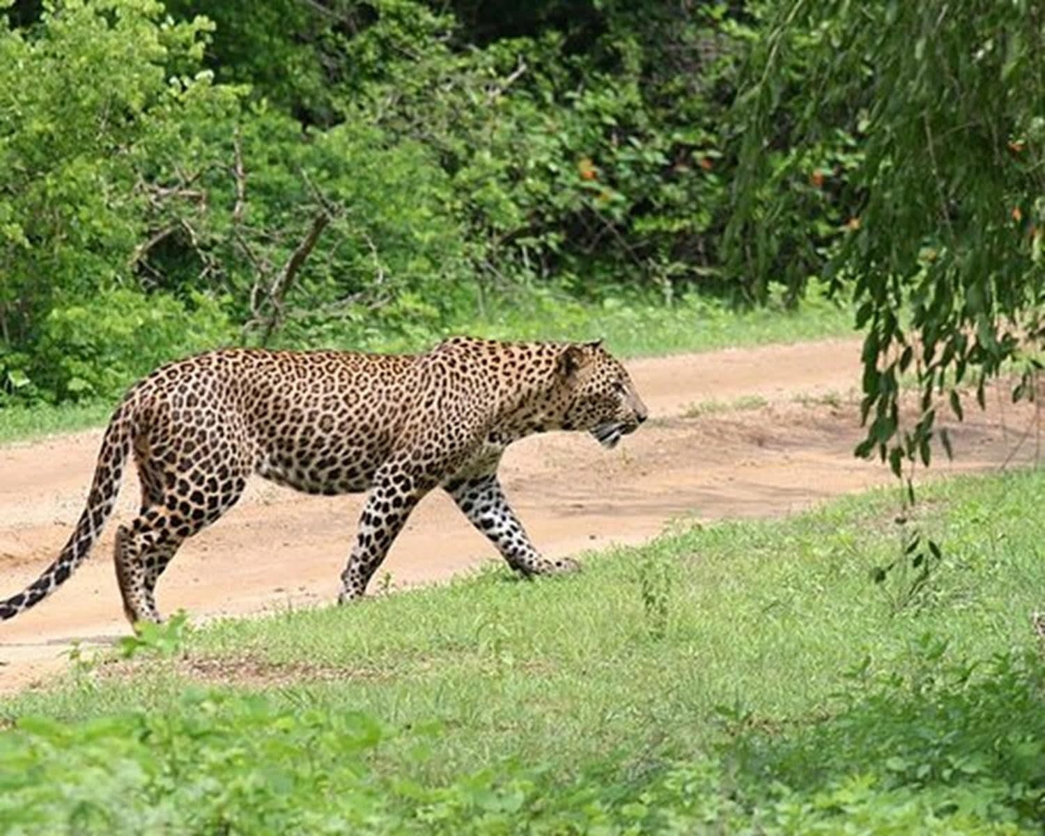 Yala Leopard Safari and South Coast Transfer from Ella 3