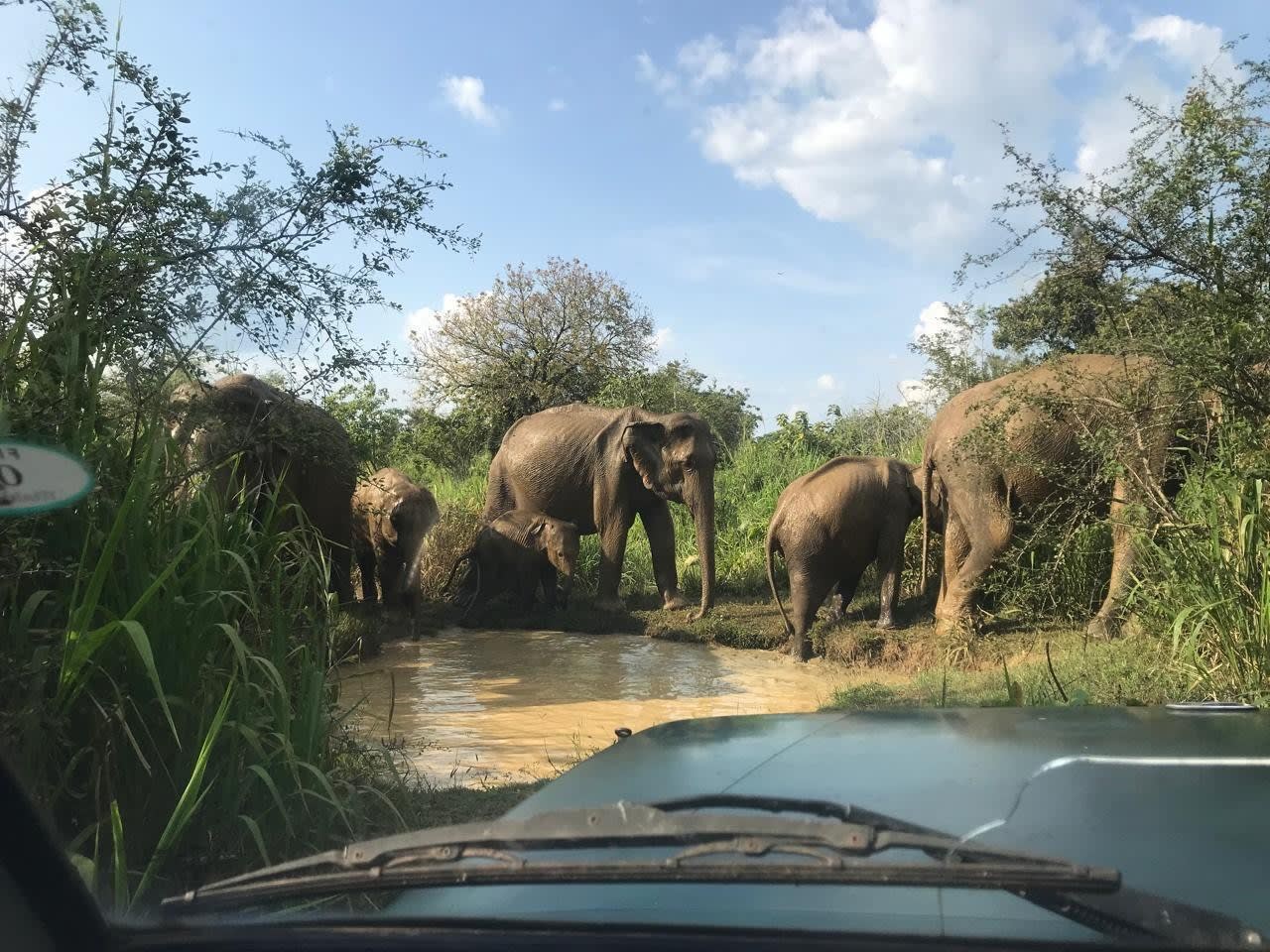 Private Yala National Park Safari Day Trip from Ella and Back 2