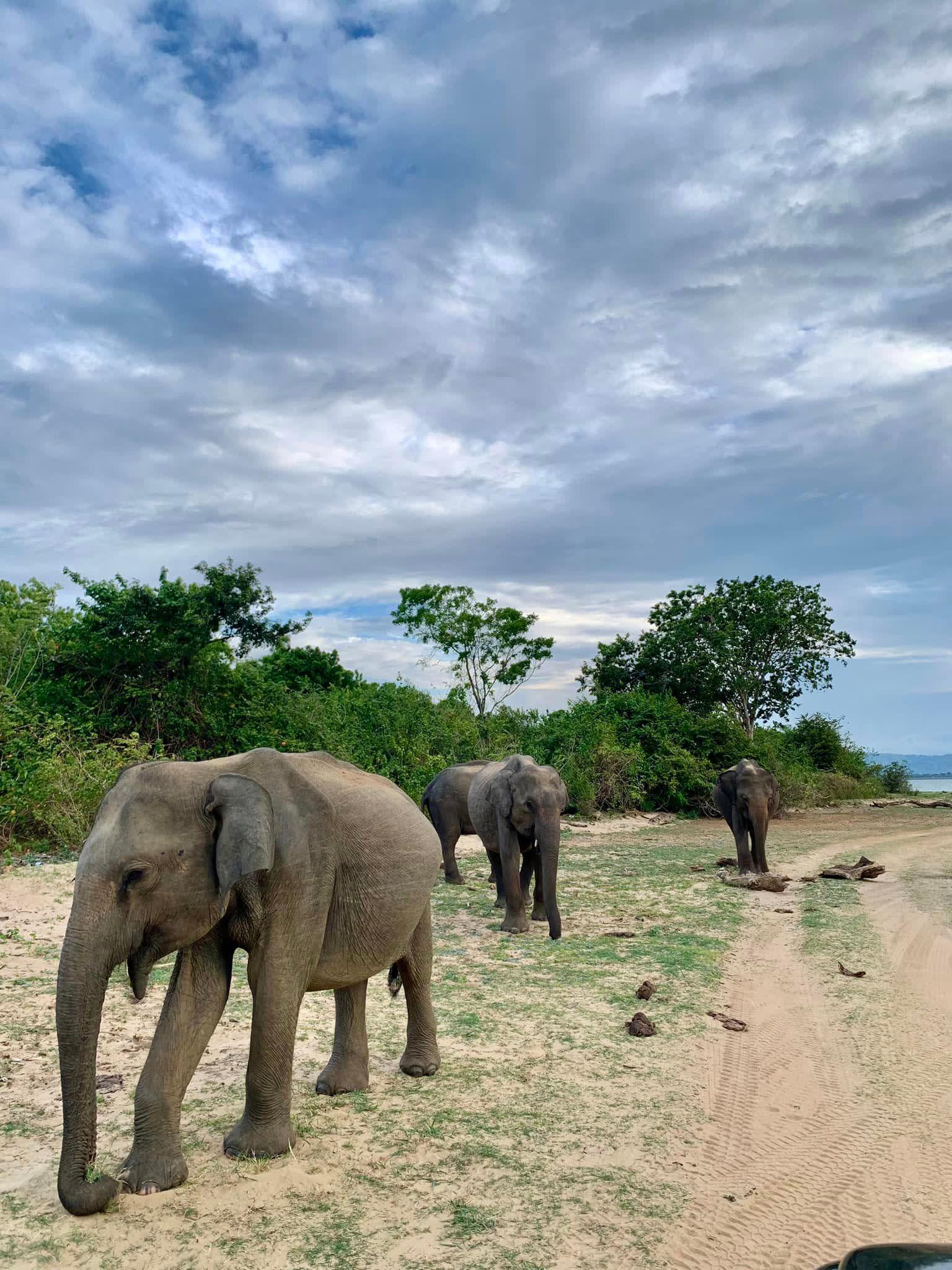 Yala Safari from Ella with a Drop at Tangalle or Hiriketiya 2