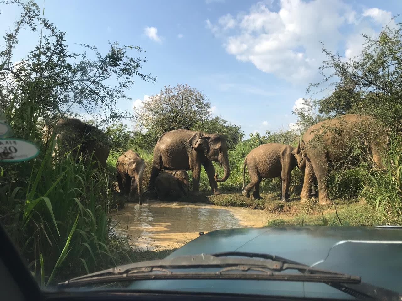 Private Yala Safari from Ella with a Dedicated Jeep and Tracker 2