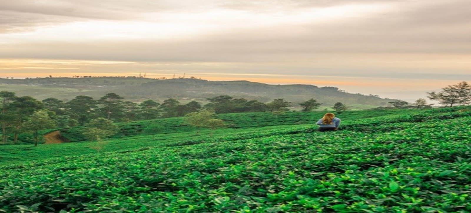 Lipton's Seat, a Tea Factory and Diyaluma Falls Day Tour from Ella 2