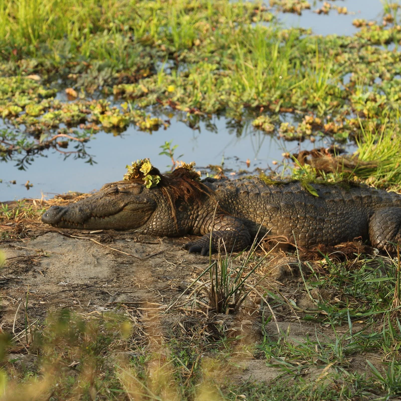 Udawalawe Safari with a South Coast Drop from Ella: Galle, Mirissa or Tangalle 3