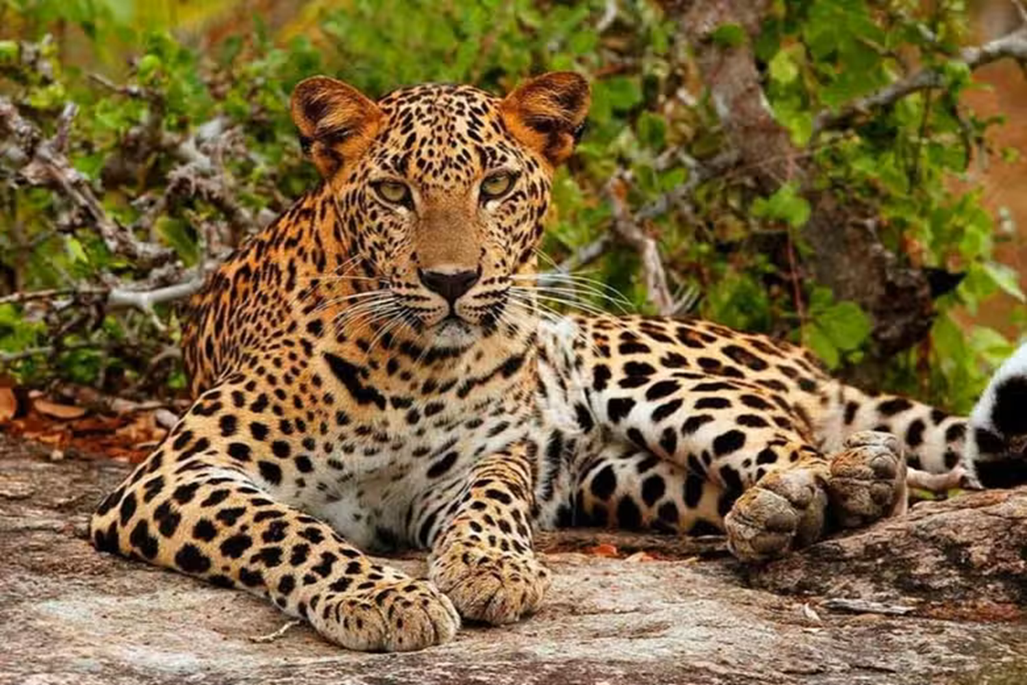 Yala National Park Safari Day Trip from Ella, Bandarawela or Haputale 2