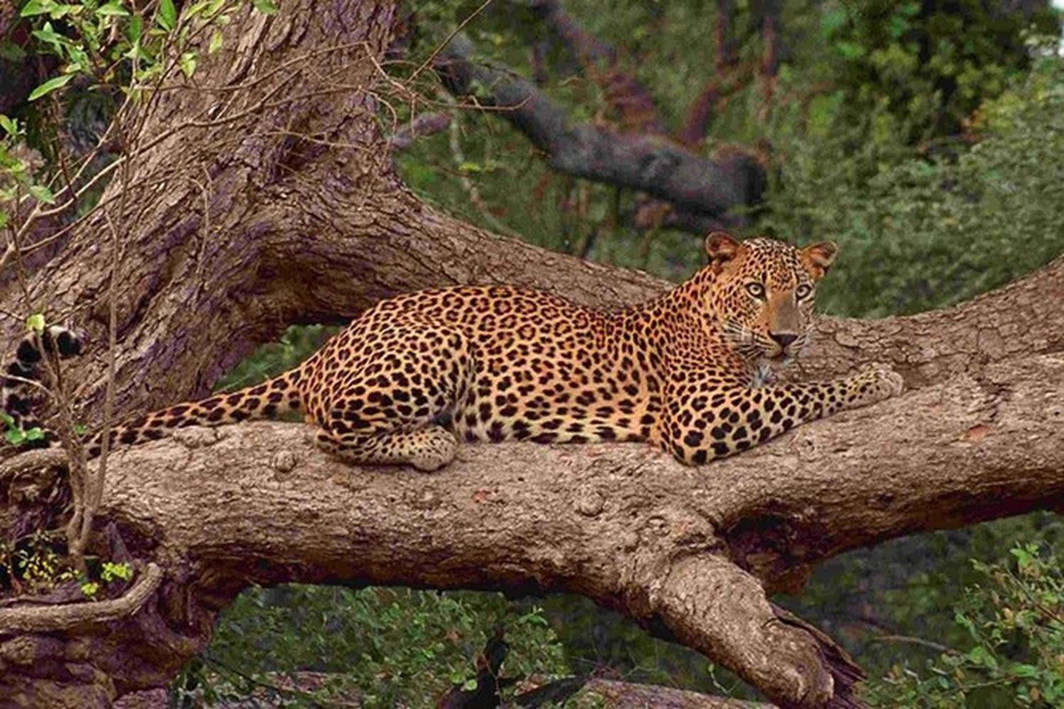 Yala National Park Safari Day Trip from Ella, Bandarawela or Haputale 3