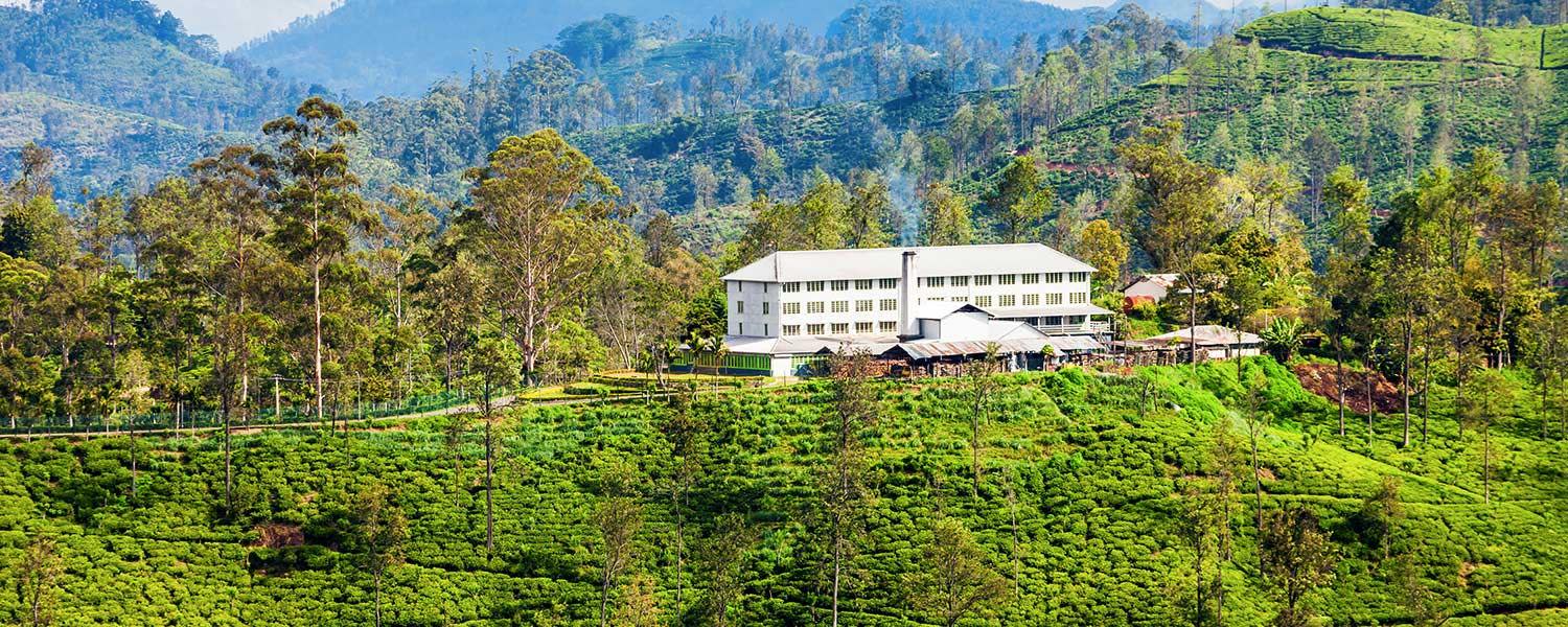 Hand-Rolled Tea Making Workshop in Ella with a Tasting and Estate Walk 3