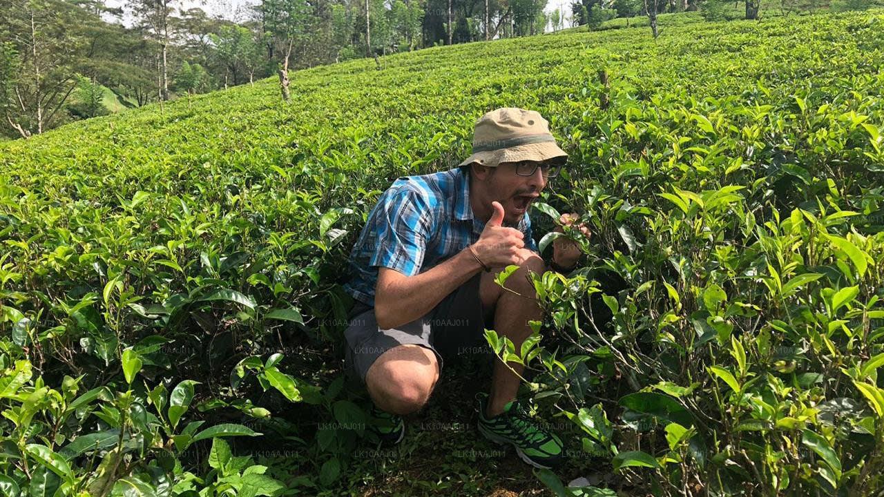 Ella Day Trip from Colombo or Negombo with a Tea Factory and the Nine Arch Bridge 2