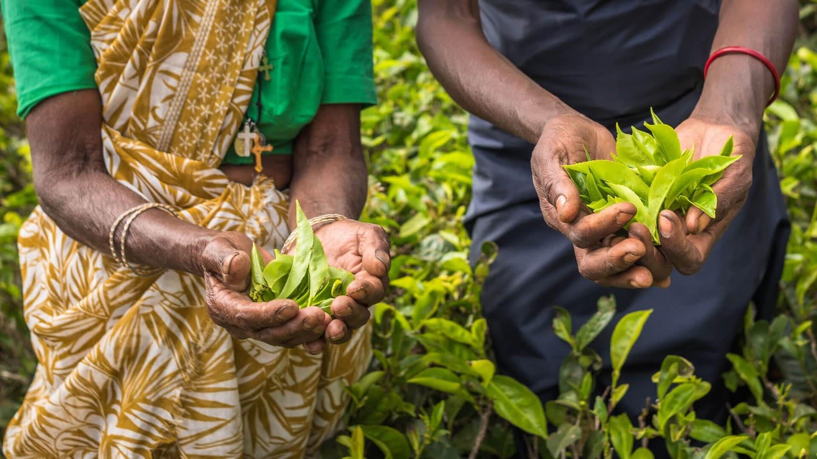 Ella Day Trip from Colombo or Negombo with a Tea Factory and the Nine Arch Bridge 3