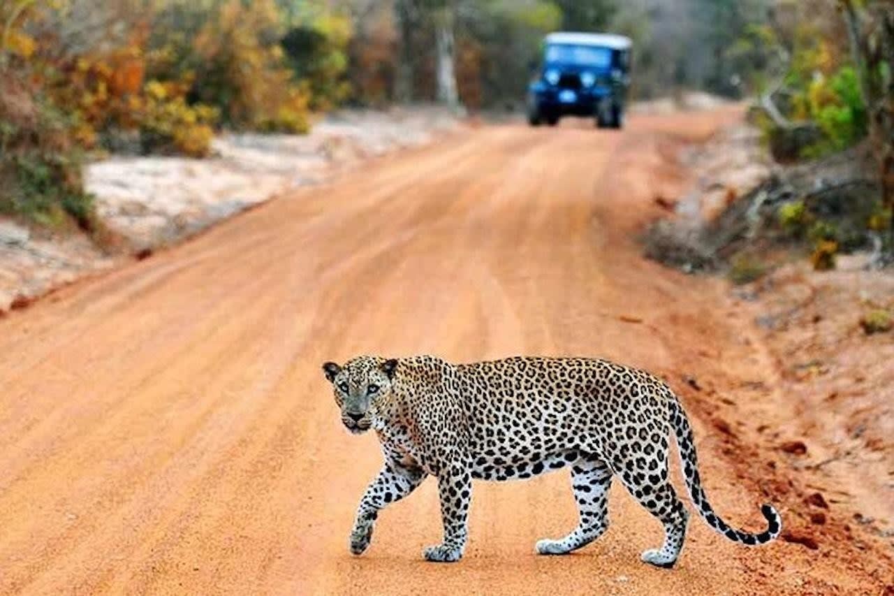 Two Parks in a Day: Private Yala and Udawalawe Double Safari from Ella 2