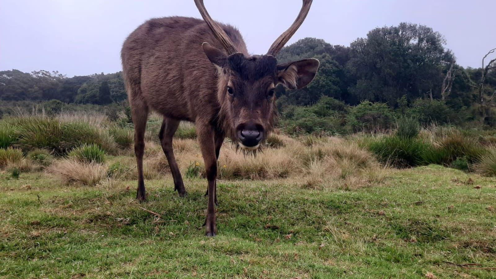 Horton Plains Trek from Nuwara Eliya with a Tea Factory and Ravana Falls 2