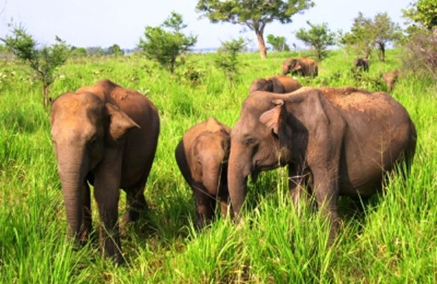 Udawalawe Safari Day Tour from Ella, Bandarawela or Haputale with the Transit Home 3