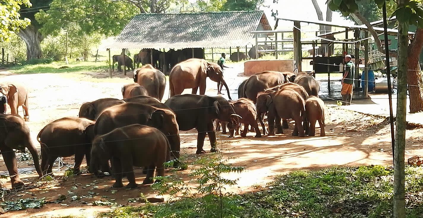 Ella Sights and an Udawalawe Safari: All-Inclusive Private Day Trip 2