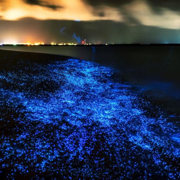 Bioluminescence & Sea Canoes in Phang Nga Bay by Speedboat Exclude Hotel Roundtrip Transfer