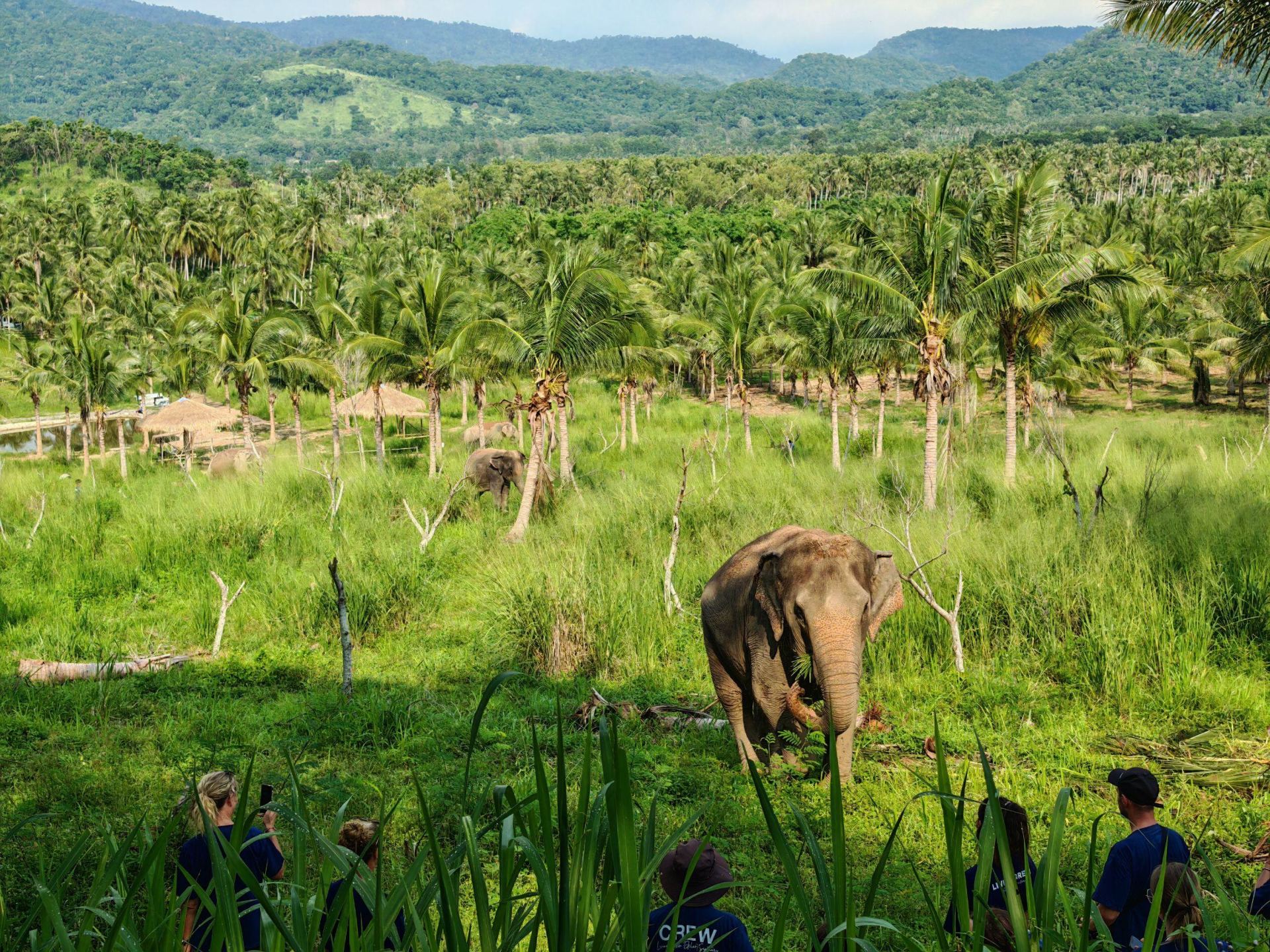 Ethical Elephant Sanctuary Day Trip from Pattaya