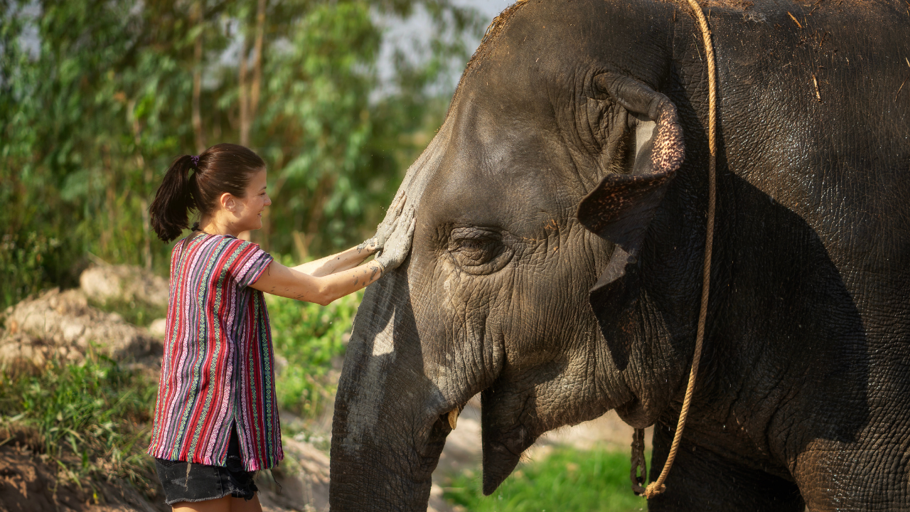 Ethical Elephant Encounter: Half-Day Jungle Sanctuary Visit with Meal