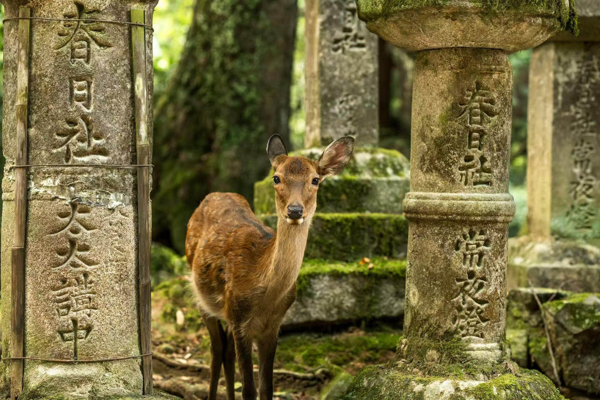 Osaka & Nara: Custom Private Tour with English Driver