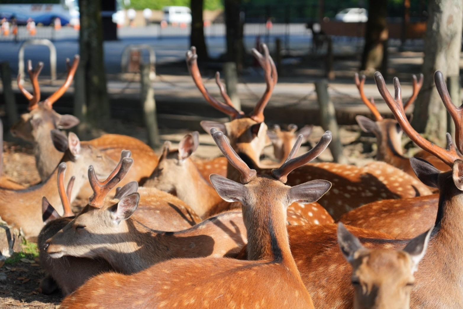 Nara Early Morning Deer Park & Todai-ji Walk (Beat the Crowds)